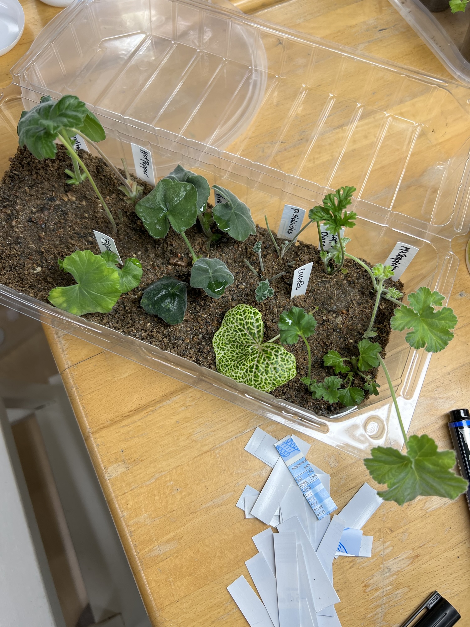 Test av rotningssubstrat